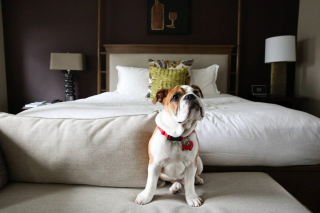 Accommodation with animals